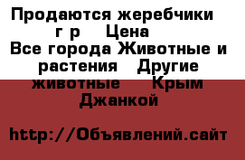 Продаются жеребчики 14,15 16 г.р  › Цена ­ 177 000 - Все города Животные и растения » Другие животные   . Крым,Джанкой